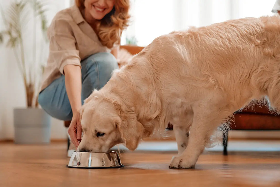 Is Beef Right for Your Dog? Benefits of Beef in a Raw Diet