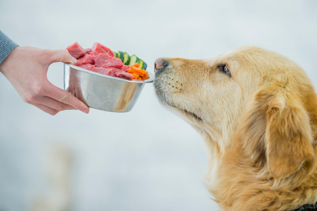 Raw Dog Food Delivered to Your Door: How It Works and Why It Helps