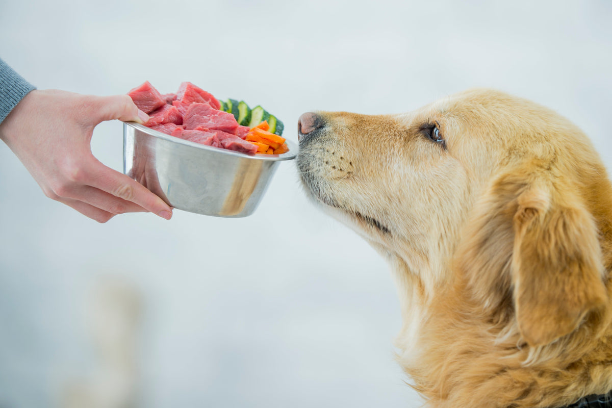 Raw Dog Food Delivered to Your Door: How It Works and Why It Helps