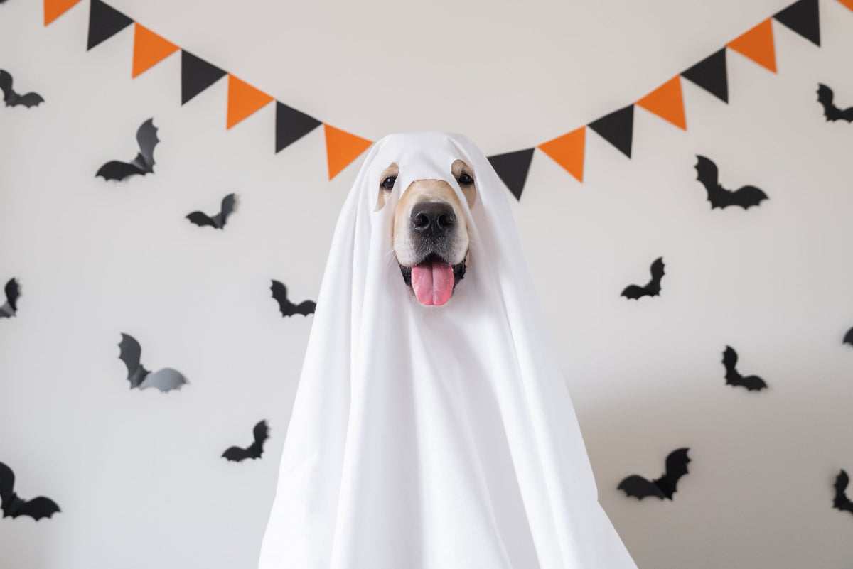 Halloween and Dogs: What to Watch Out For