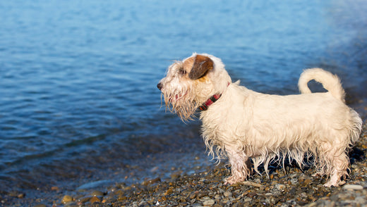 Why Choose Raw Dog Food? The Real Benefits for Your Dog