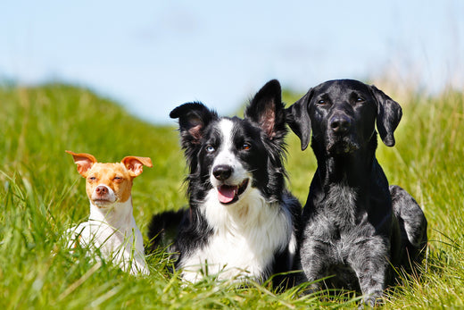 Raw Feeding by Breed: Understanding Your Dog's Nutritional Needs
