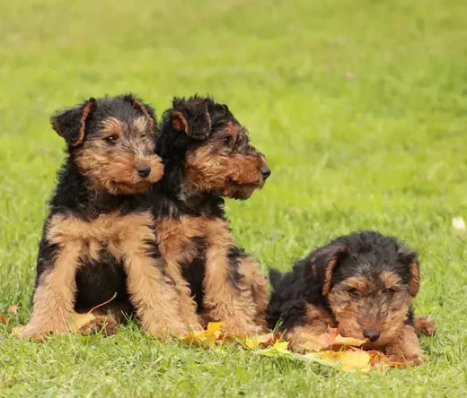 Raw Feeding Ratios Explained: Getting the Balance Right for Puppies and Adult Dogs