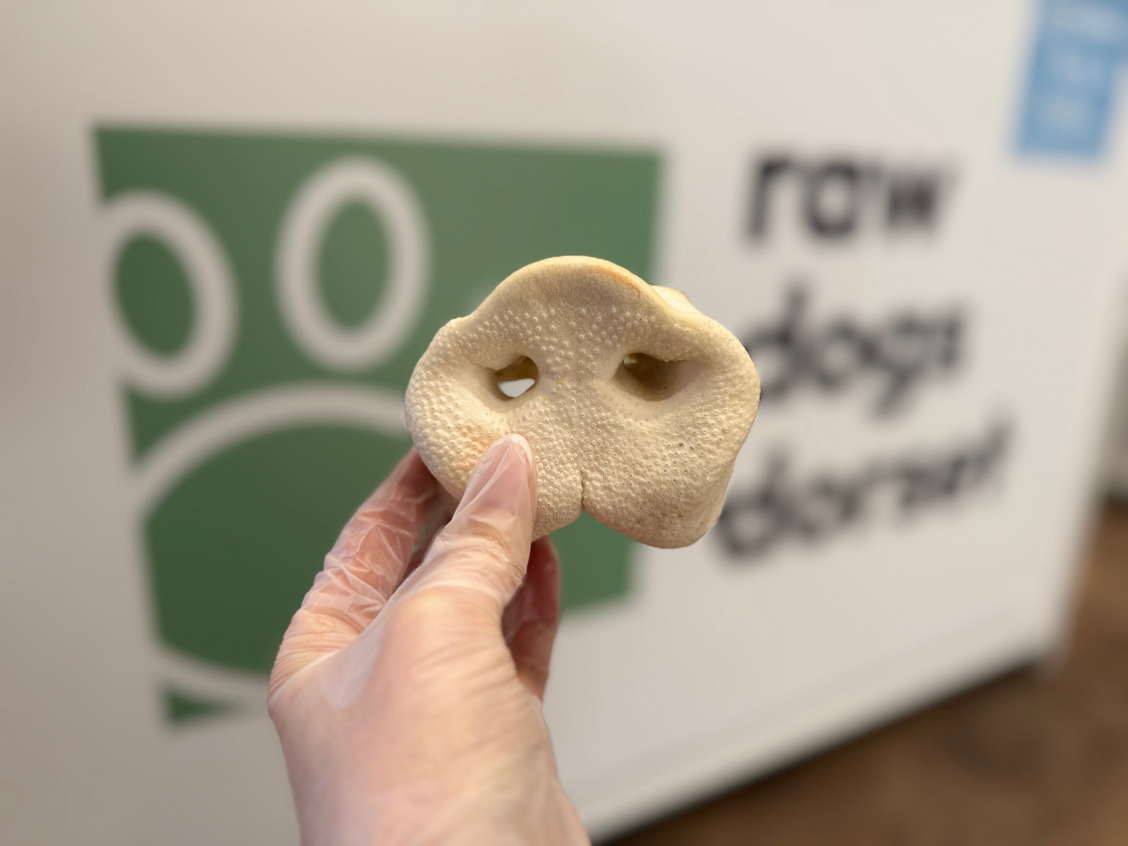 Puffed Pig Snout