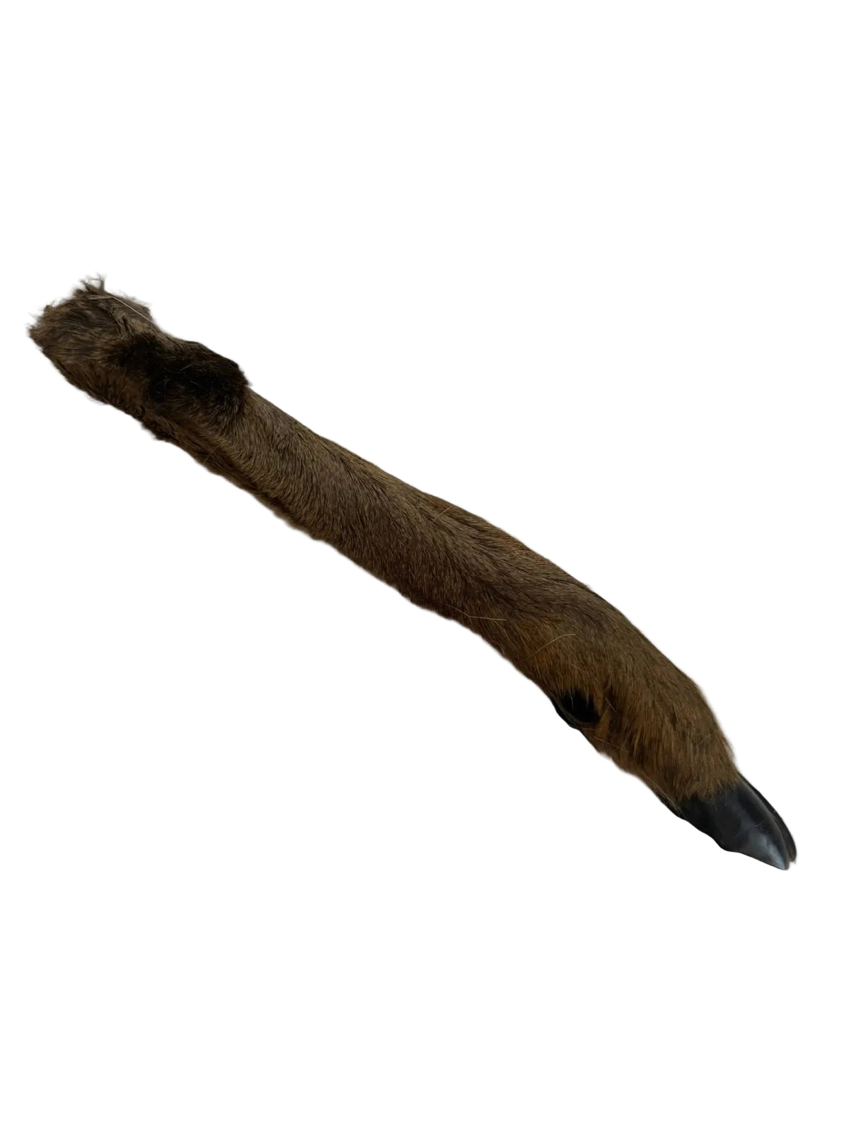Roe Deer Leg Single