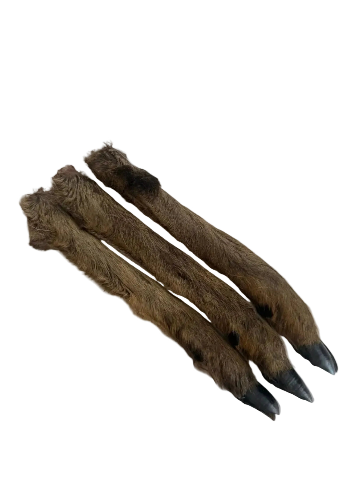 Roe Deer Legs x3