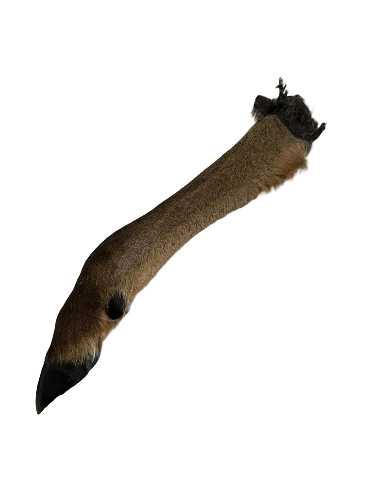 XL Venison Leg Single